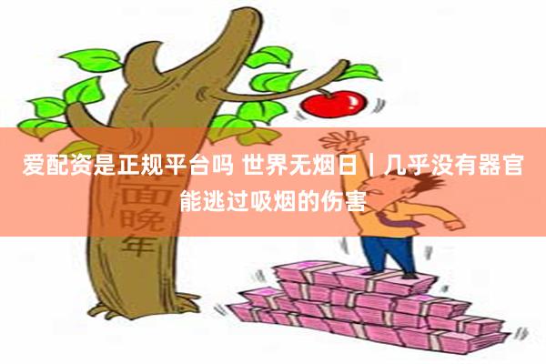 爱配资是正规平台吗 世界无烟日｜几乎没有器官能逃过吸烟的伤害